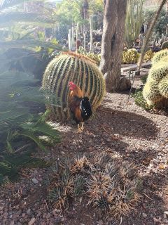 2020-10-GC-Cactualdea-PM-NN-11.jpg
